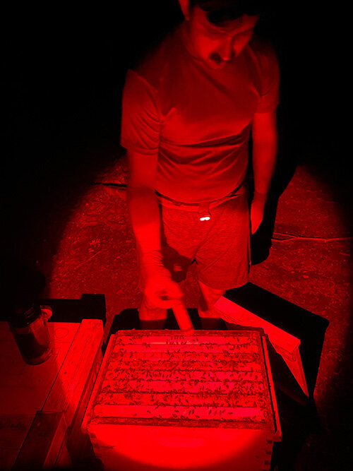 Study co-author Christopher Fellows, Louisiana State University, administers the treatment to a honey bee hive at night under red light.